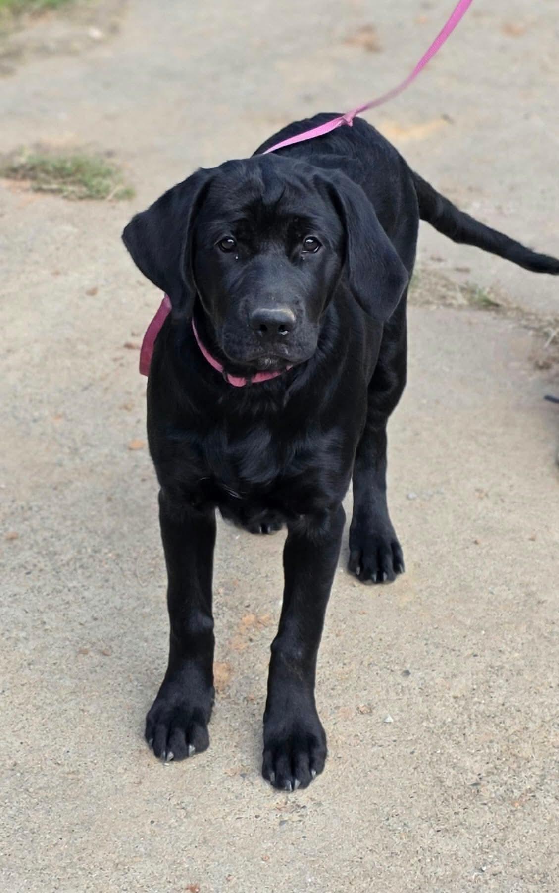 Rainey, Adopted, Puppy Female Black Labrador Retriever & Golden Retriever.