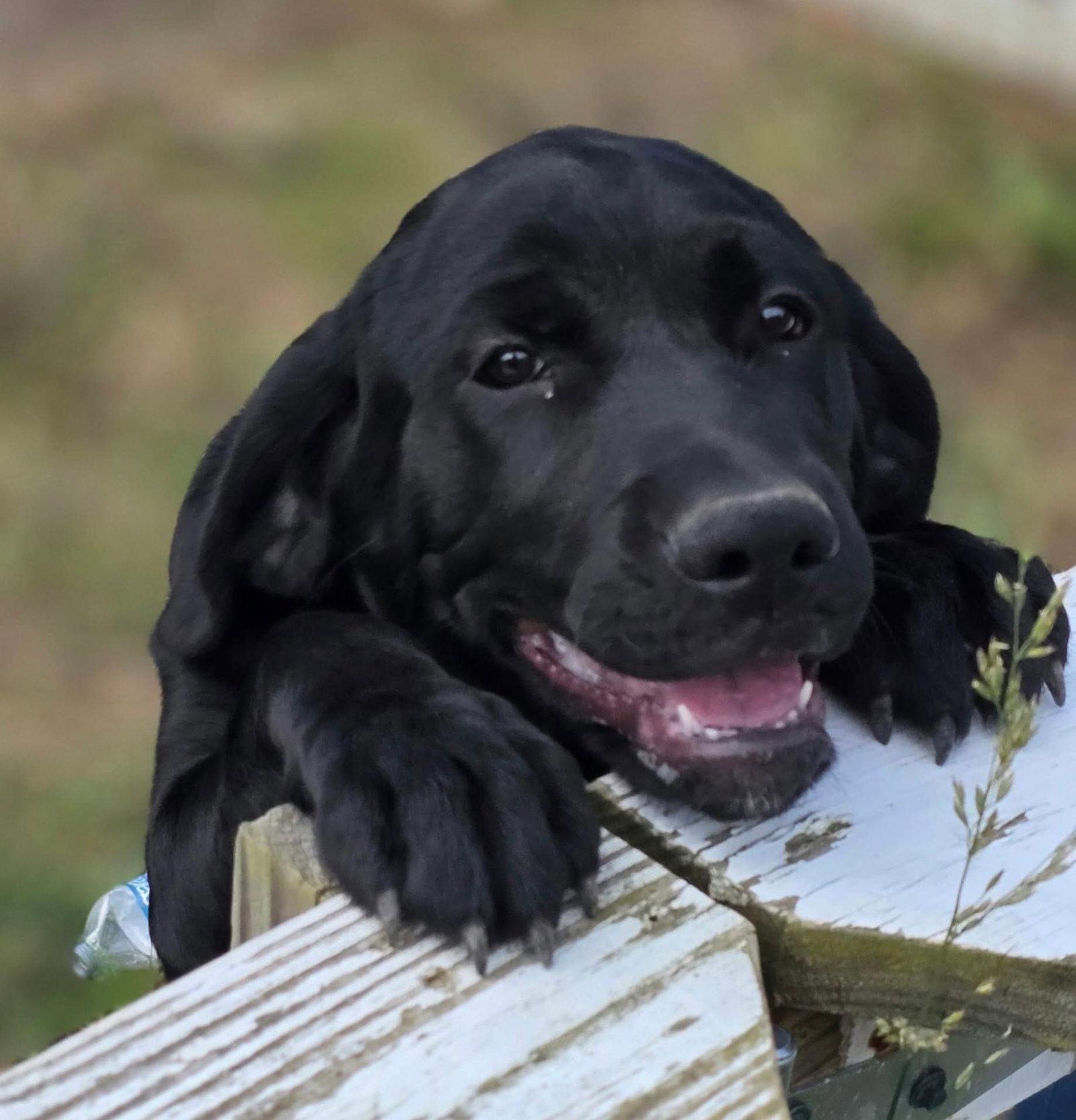 Enlarge Rainey, a Adopted mixed breed in Woodsfield, OH image 2/3