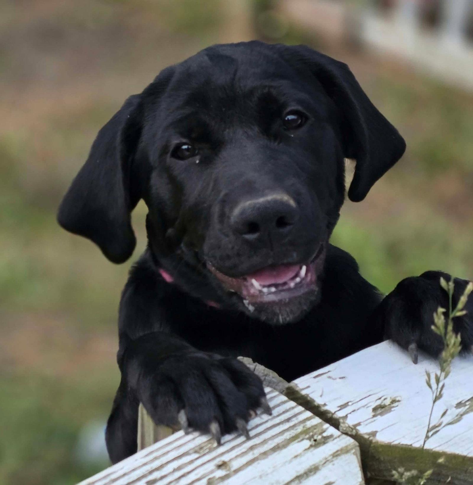 Enlarge Rainey, a Adopted mixed breed in Woodsfield, OH image 3/3