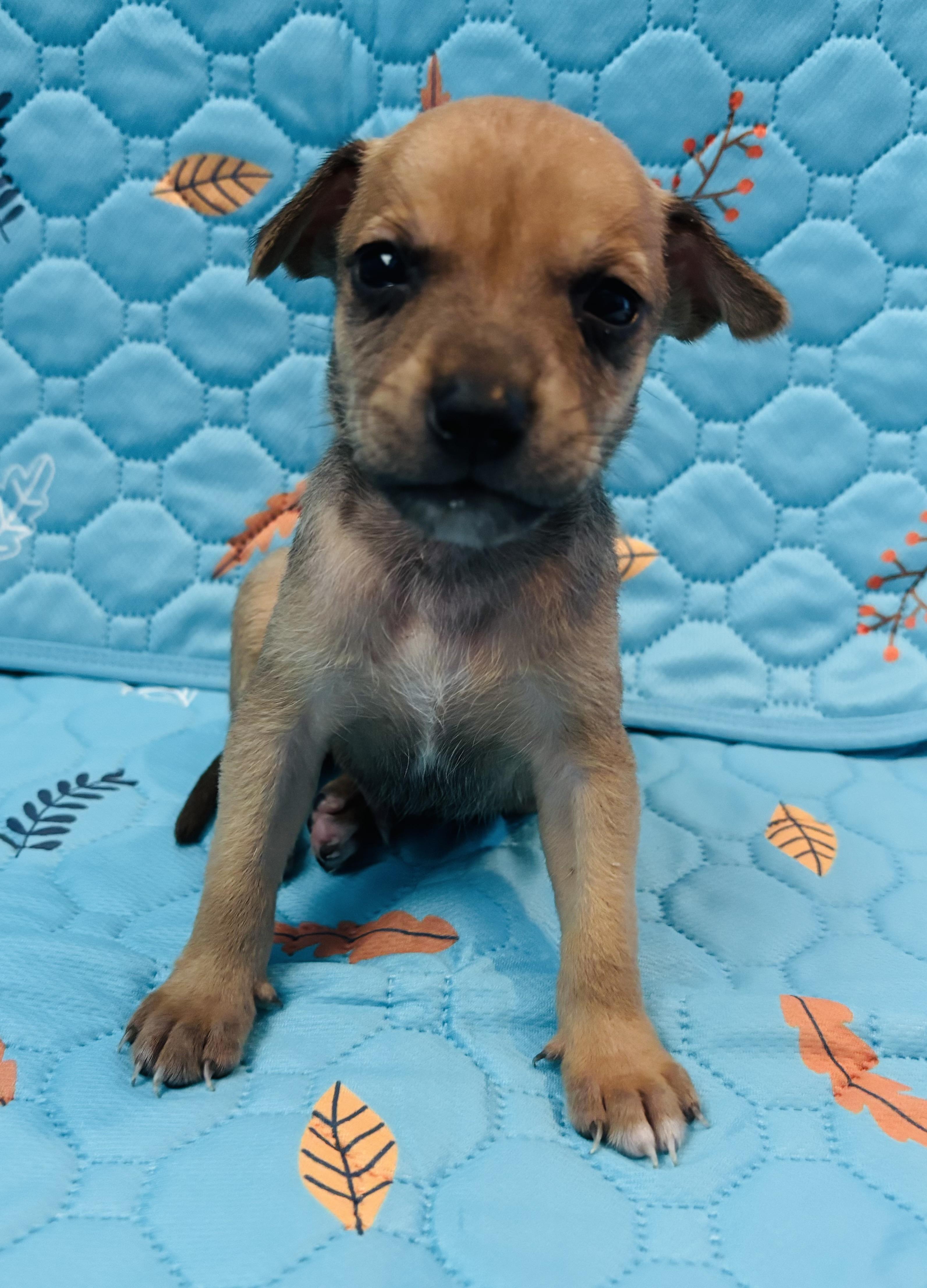 Smore Woods is a super sweet puppy He will be available for adoption in August If you are interest