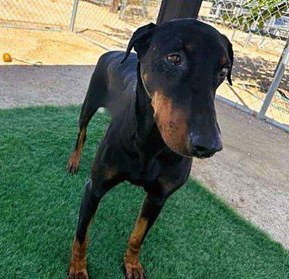 Evie, Adoptable, Adult Female Doberman Pinscher.