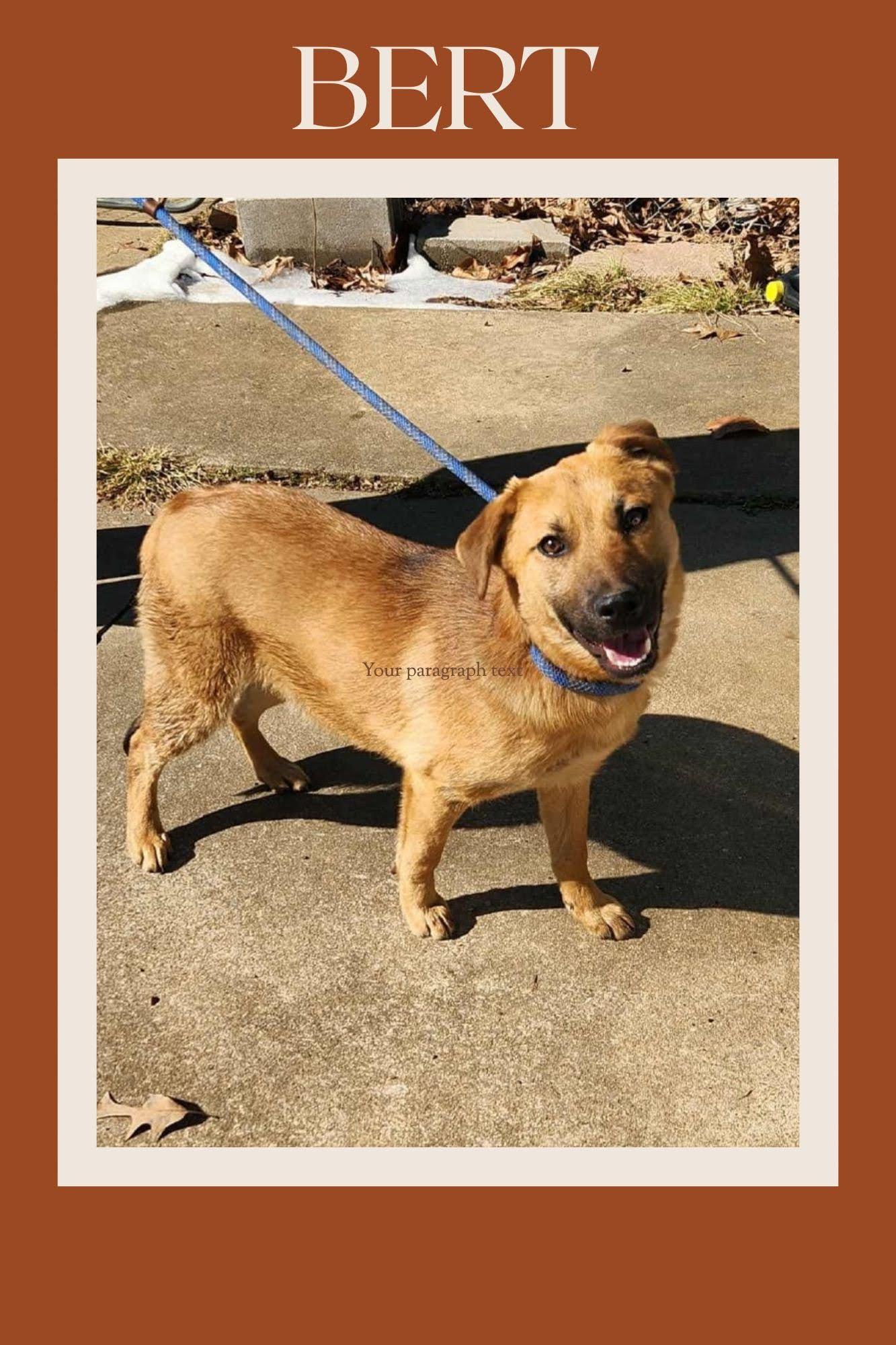 Bert (foster to adopt), ADOPTABLE, Young Male Black Mouth Cur & Labrador Retriever.