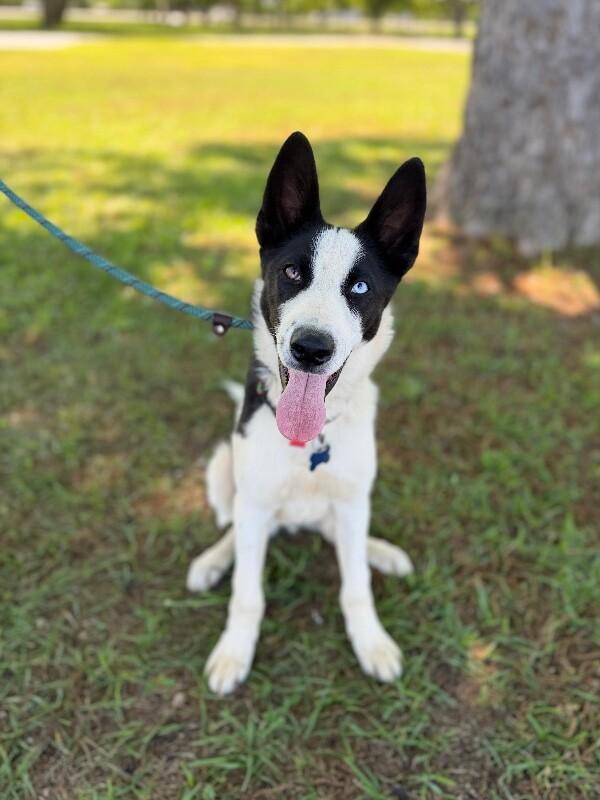 Igor, a Adoptable mixed breed in Berkeley Heights, NJ image 2/6