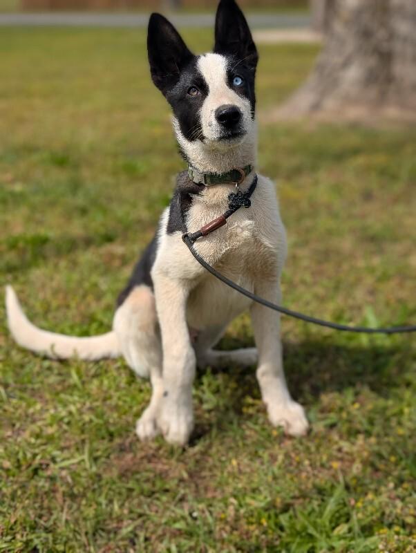 Igor, a Adoptable mixed breed in Berkeley Heights, NJ image 3/6
