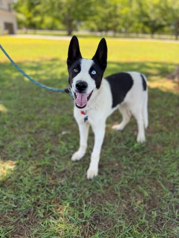 Igor, a Adoptable mixed breed in Berkeley Heights, NJ image 4/6