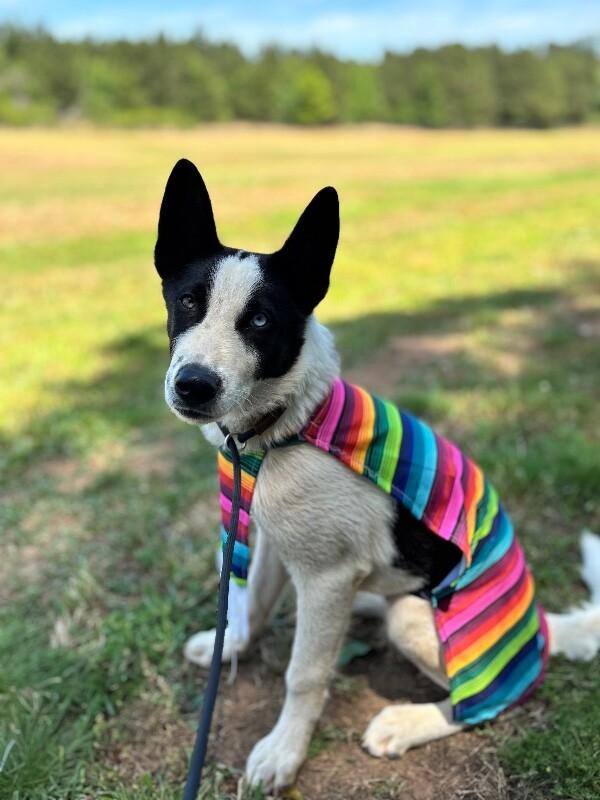 Igor, a Adoptable mixed breed in Berkeley Heights, NJ image 5/6
