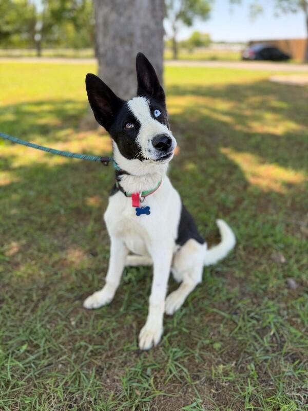 Igor, a Adoptable mixed breed in Berkeley Heights, NJ image 6/6