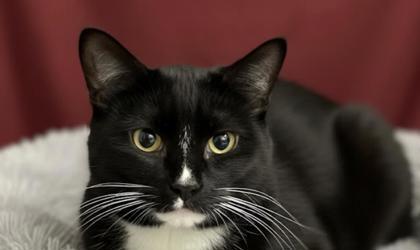 Enlarge Kuro (Bonded w/ Chip), a Adoptable Domestic Short Hair in Bowling Green, KY image 1/2