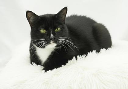 Enlarge Kuro (Bonded w/ Chip), a Adoptable Domestic Short Hair in Bowling Green, KY image 2/2