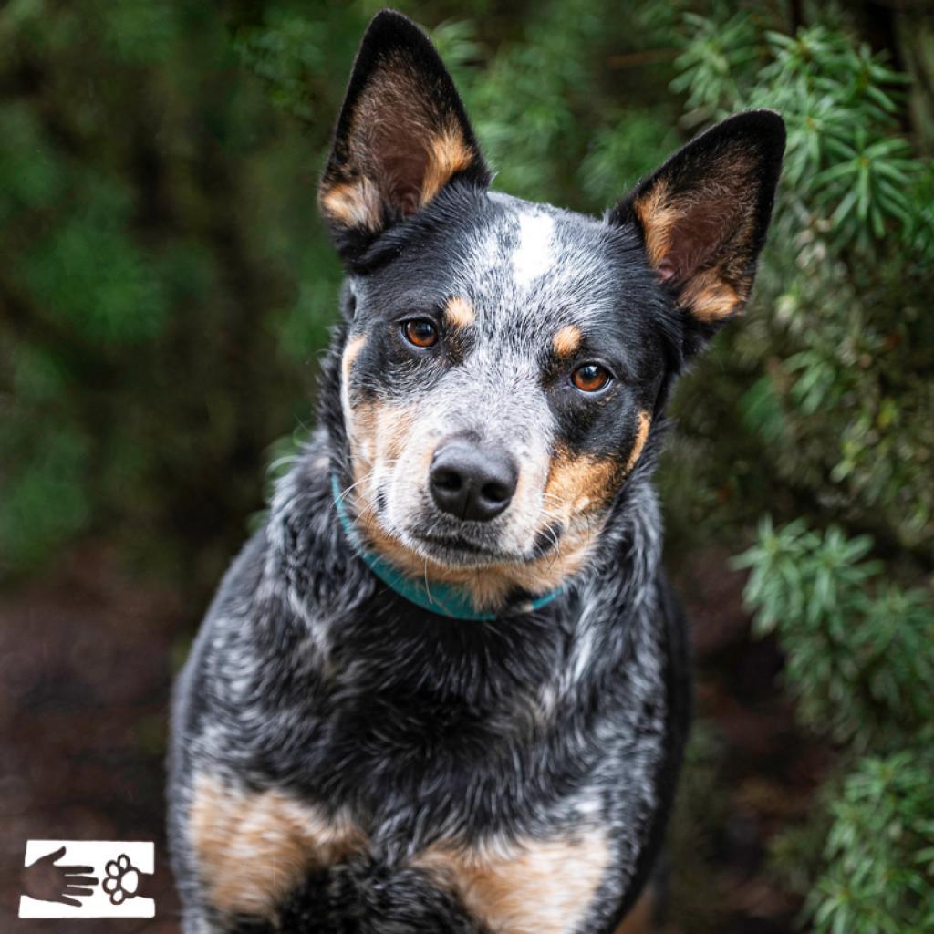Hoss, a Adoptable Australian Cattle Dog / Blue Heeler in South Burlington, VT image 1/6