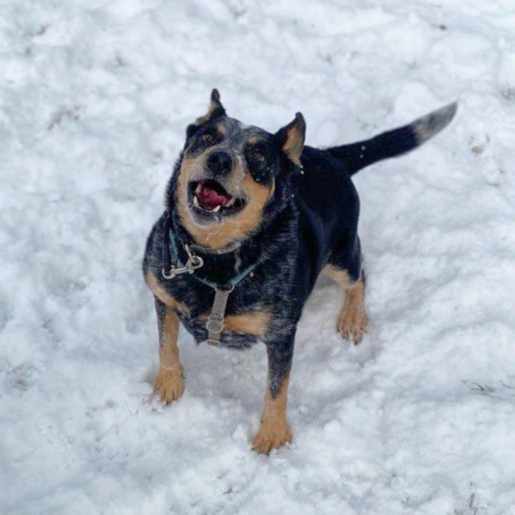 Hoss, Adoptable, Adult Male Australian Cattle Dog / Blue Heeler.