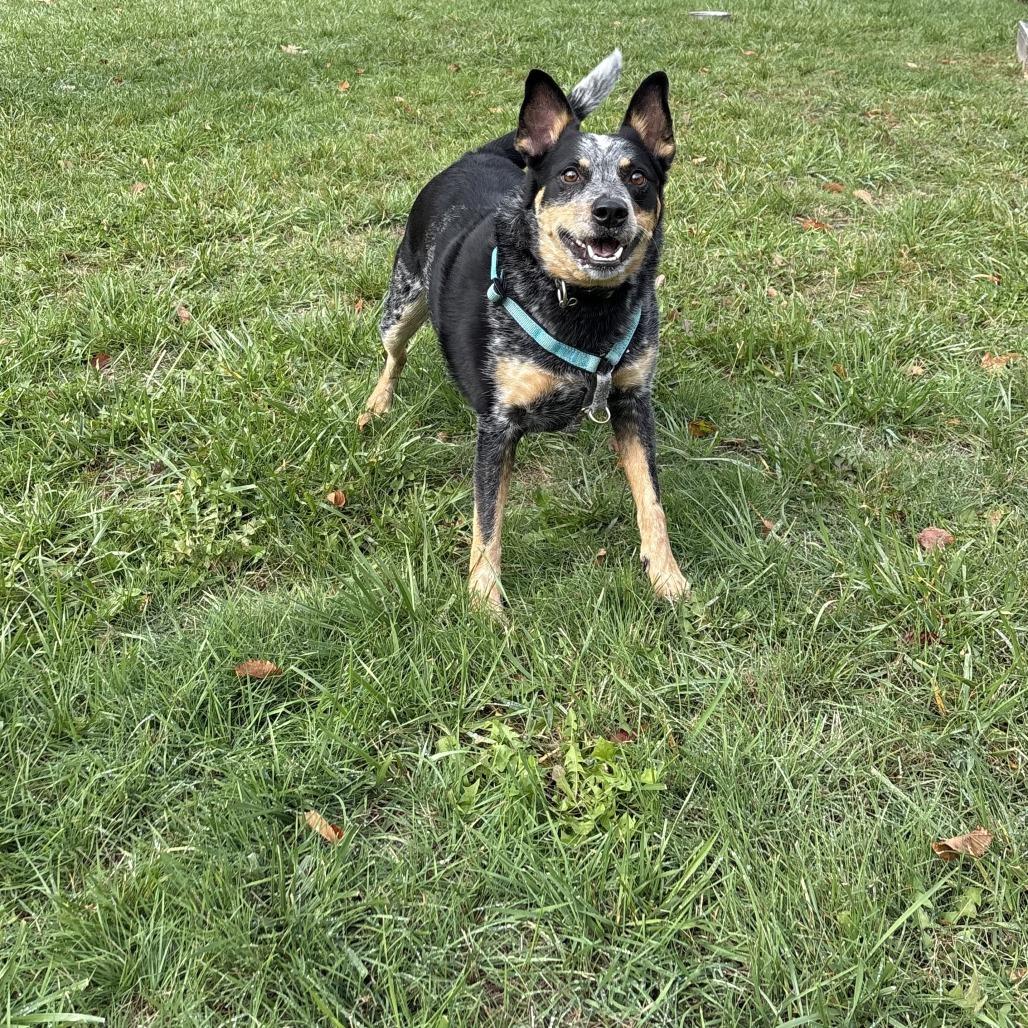 Hoss, a Adoptable Australian Cattle Dog / Blue Heeler in South Burlington, VT image 2/6