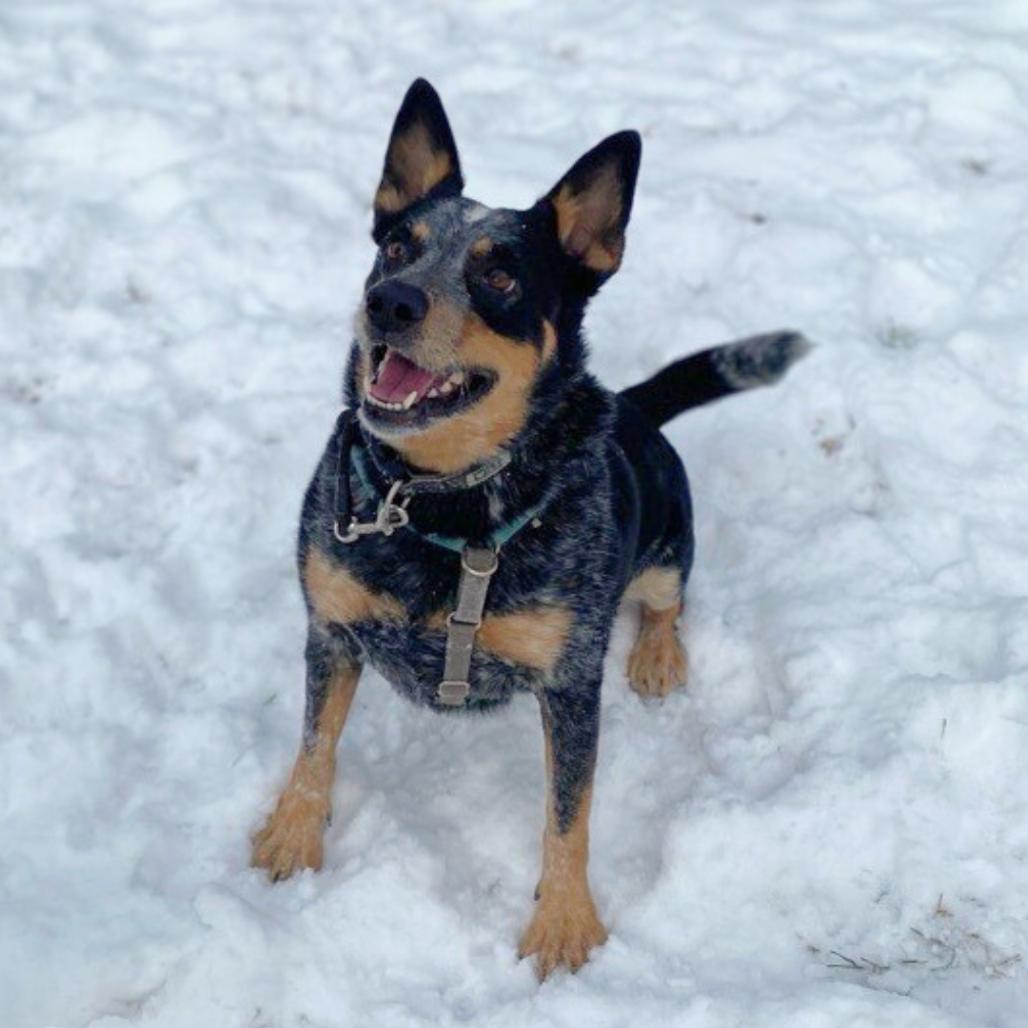 Enlarge Hoss, a Adoptable Australian Cattle Dog / Blue Heeler in South Burlington, VT image 2/6