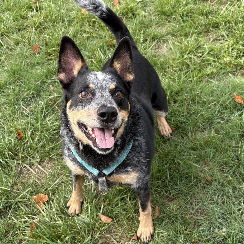 Hoss, a Adoptable Australian Cattle Dog / Blue Heeler in South Burlington, VT image 3/6