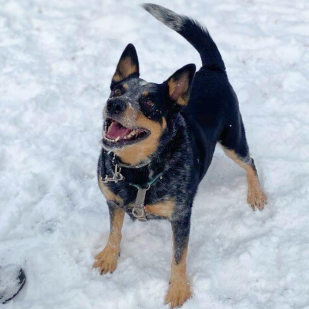 Enlarge Hoss, a Adoptable Australian Cattle Dog / Blue Heeler in South Burlington, VT image 4/6