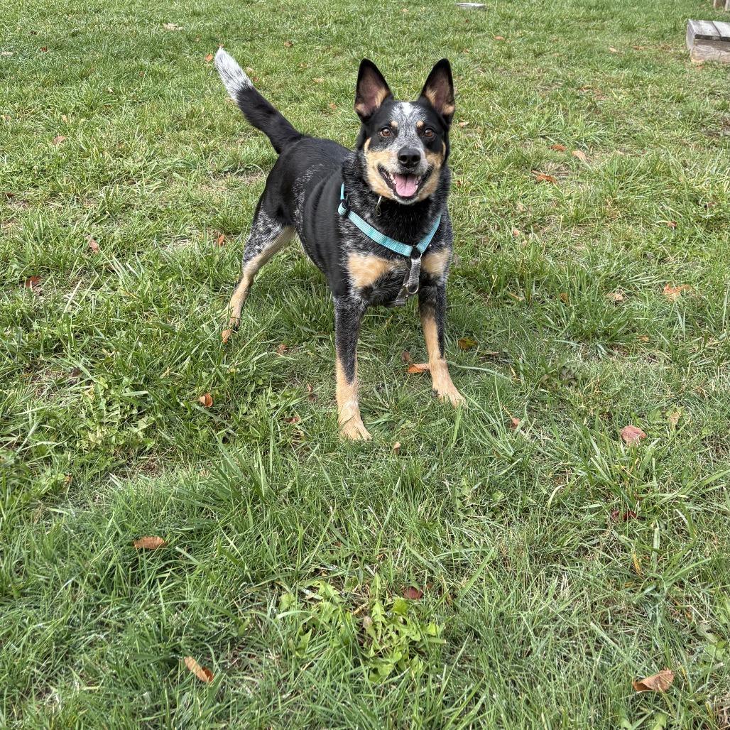 Hoss, a Adoptable Australian Cattle Dog / Blue Heeler in South Burlington, VT image 4/6