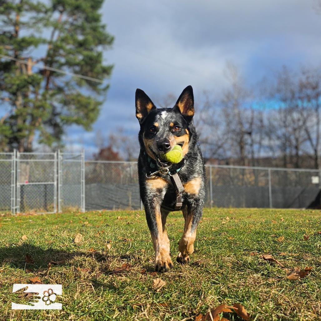 Hoss, a Adoptable Australian Cattle Dog / Blue Heeler in South Burlington, VT image 5/6
