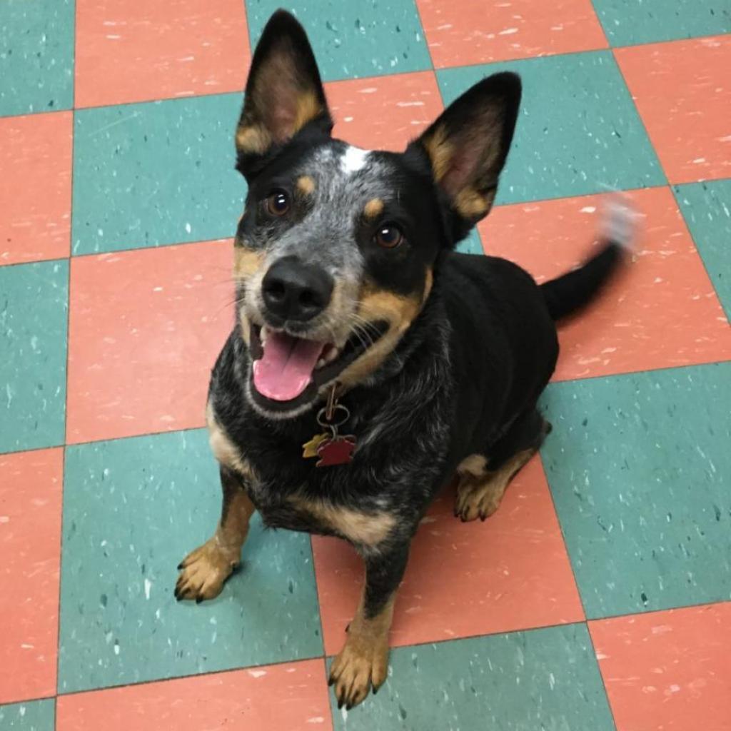 Hoss, a Adoptable Australian Cattle Dog / Blue Heeler in South Burlington, VT image 6/6
