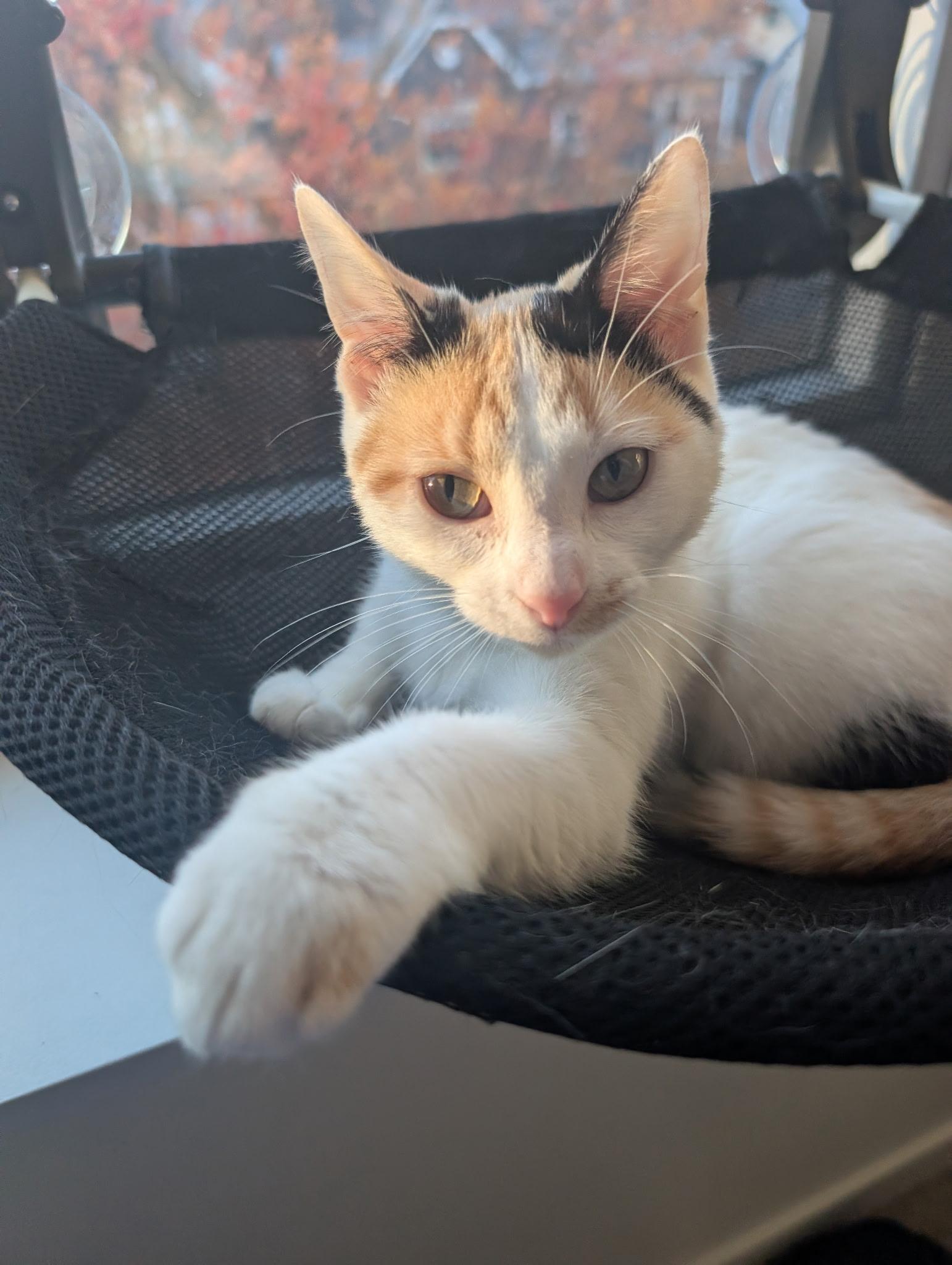 Enlarge Martha Washington, a Adoptable Domestic Short Hair in Indianapolis, IN image 1/6