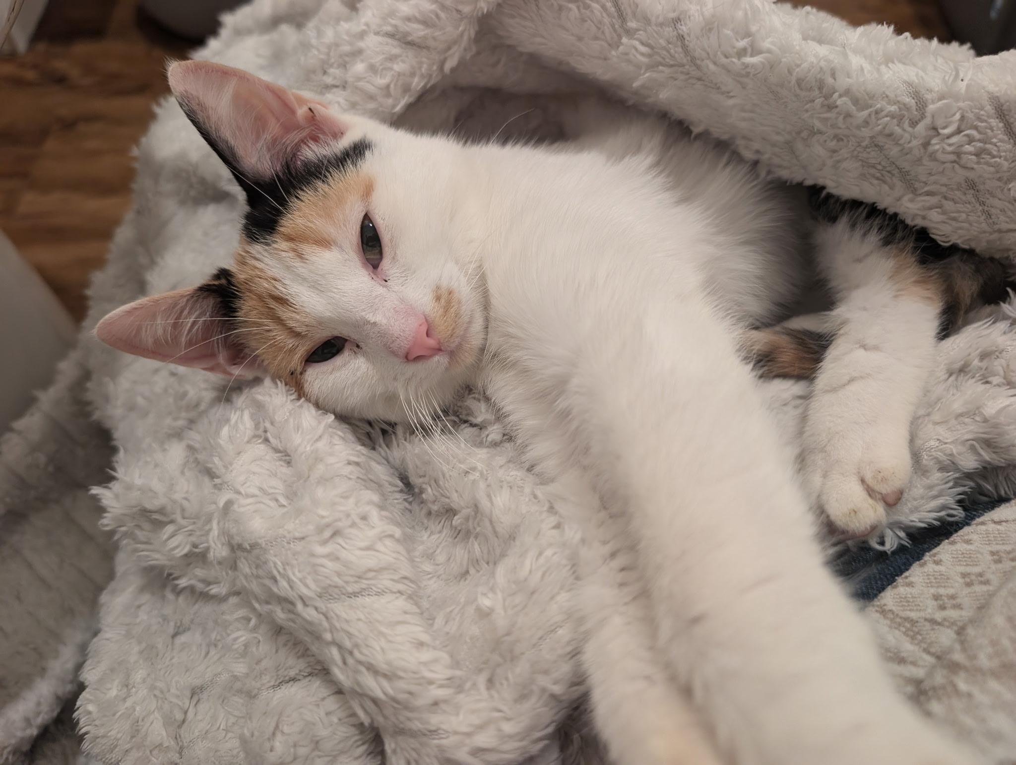 Enlarge Martha Washington, a Adoptable Domestic Short Hair in Indianapolis, IN image 5/6