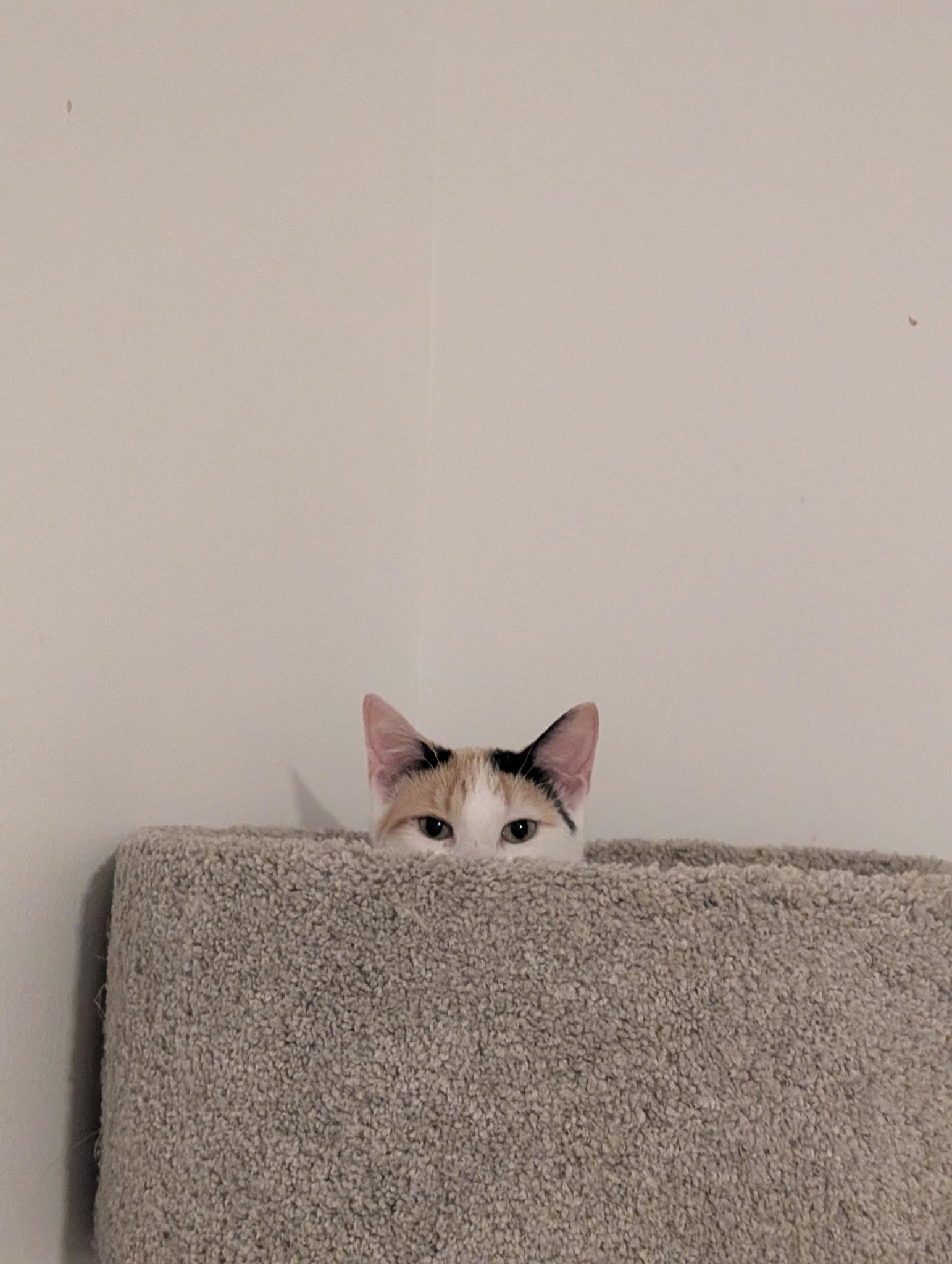 Enlarge Martha Washington, a Adoptable Domestic Short Hair in Indianapolis, IN image 6/6