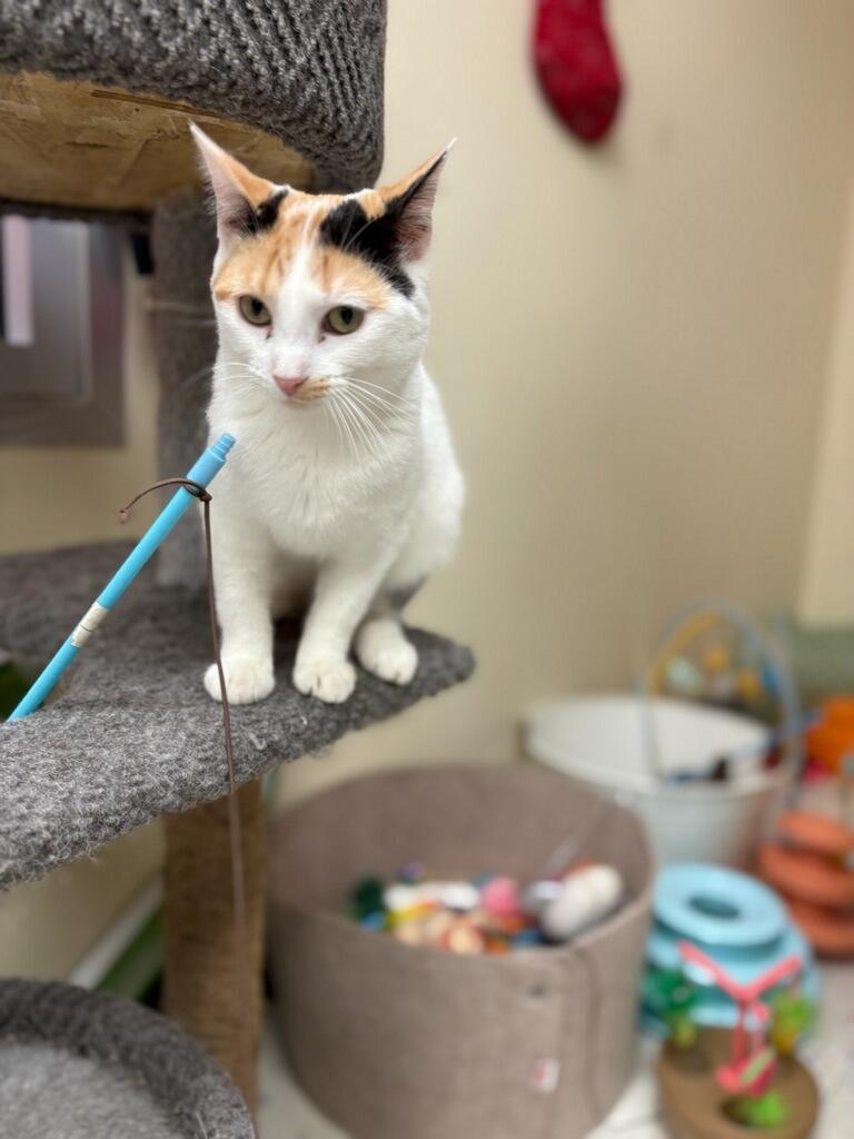 Enlarge Martha Washington, a Adoptable Domestic Short Hair in Indianapolis, IN image 2/6