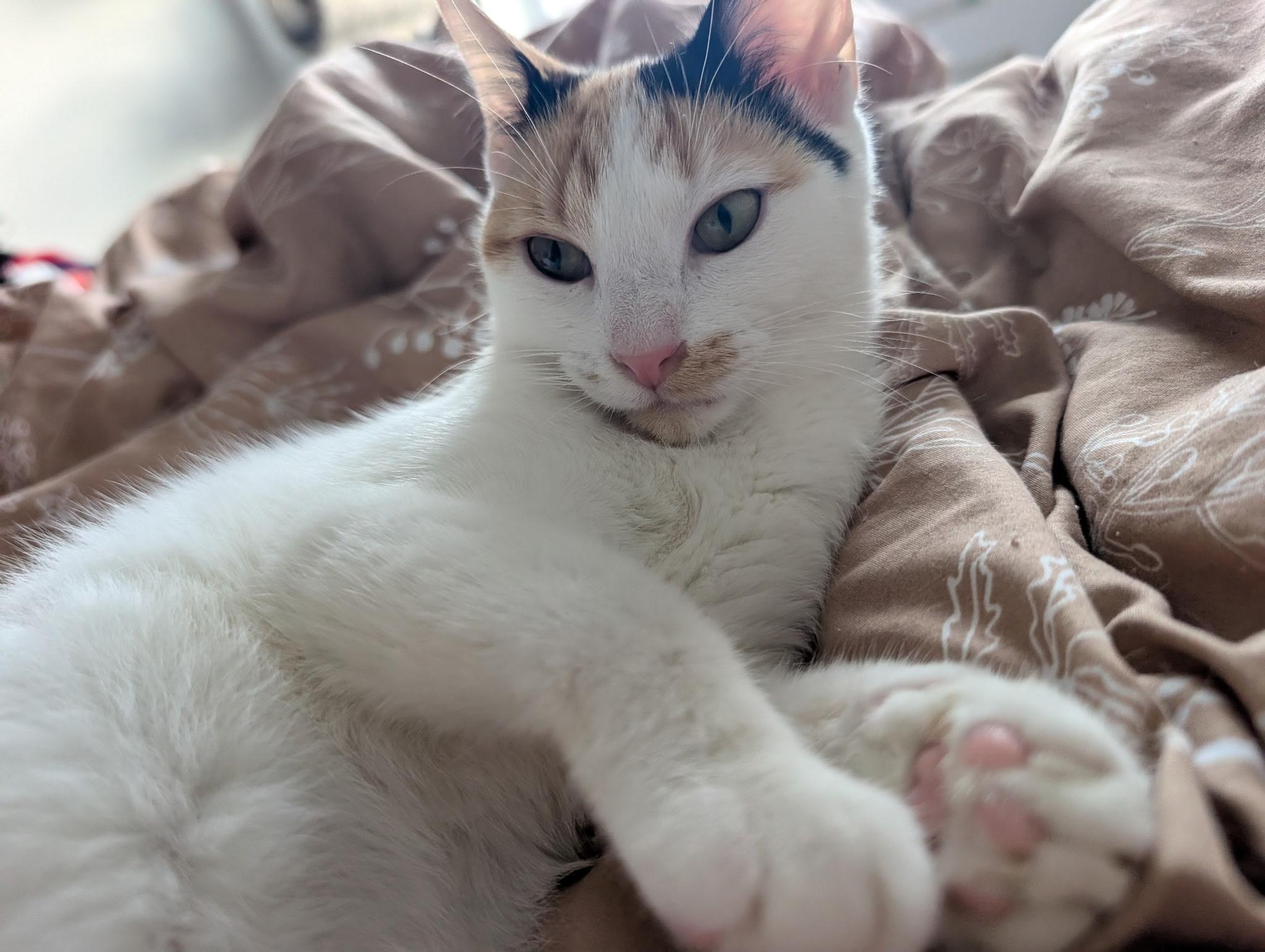 Enlarge Martha Washington, a Adoptable Domestic Short Hair in Indianapolis, IN image 4/6