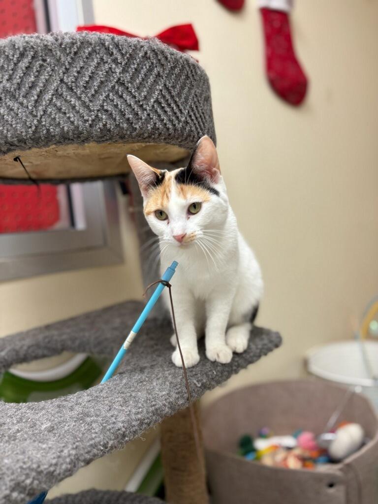 Enlarge Martha Washington, a Adoptable Domestic Short Hair in Indianapolis, IN image 3/6