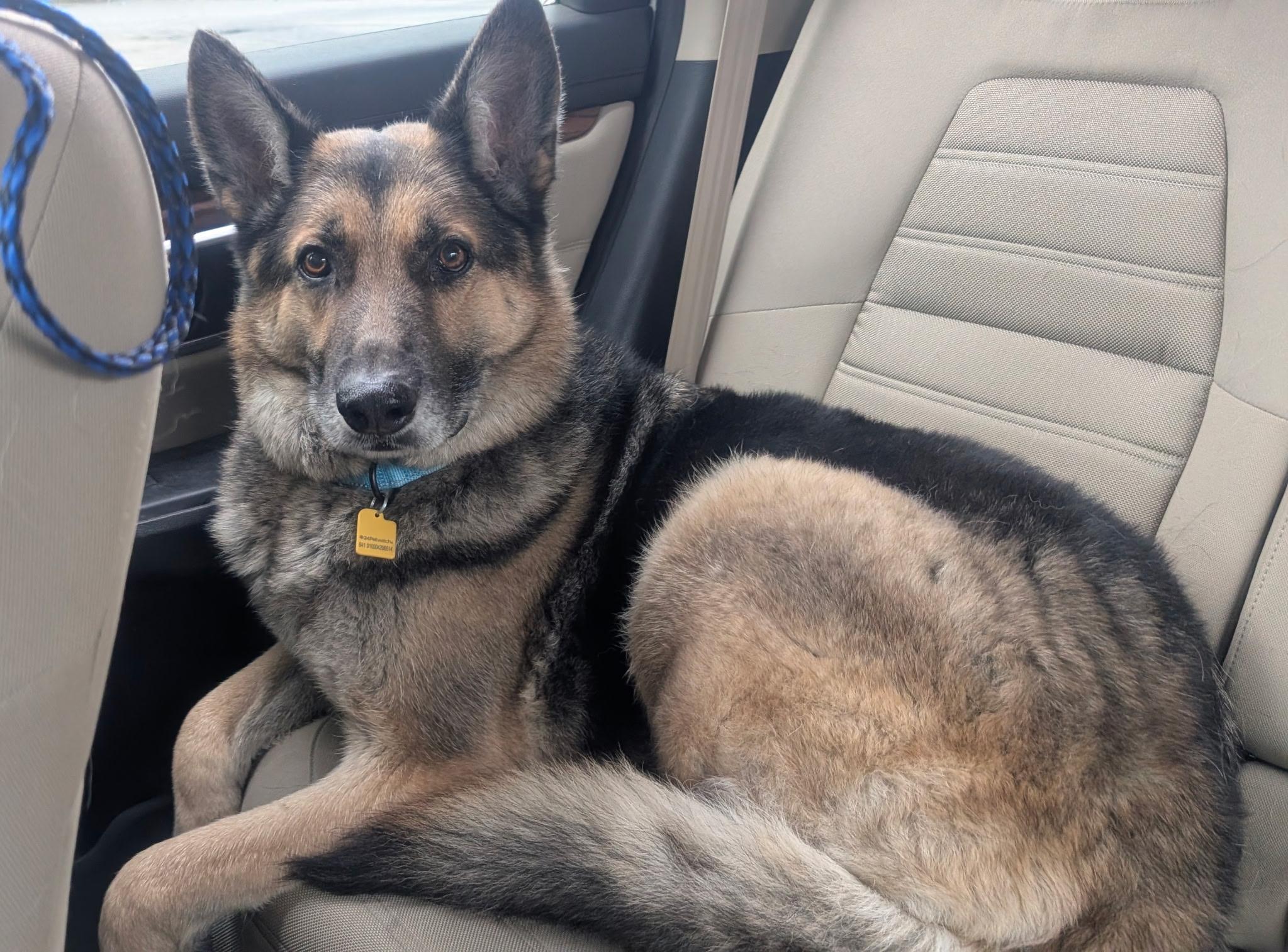 Enlarge Theo, a ADOPTABLE German Shepherd Dog in Cleveland, OH image 4/5