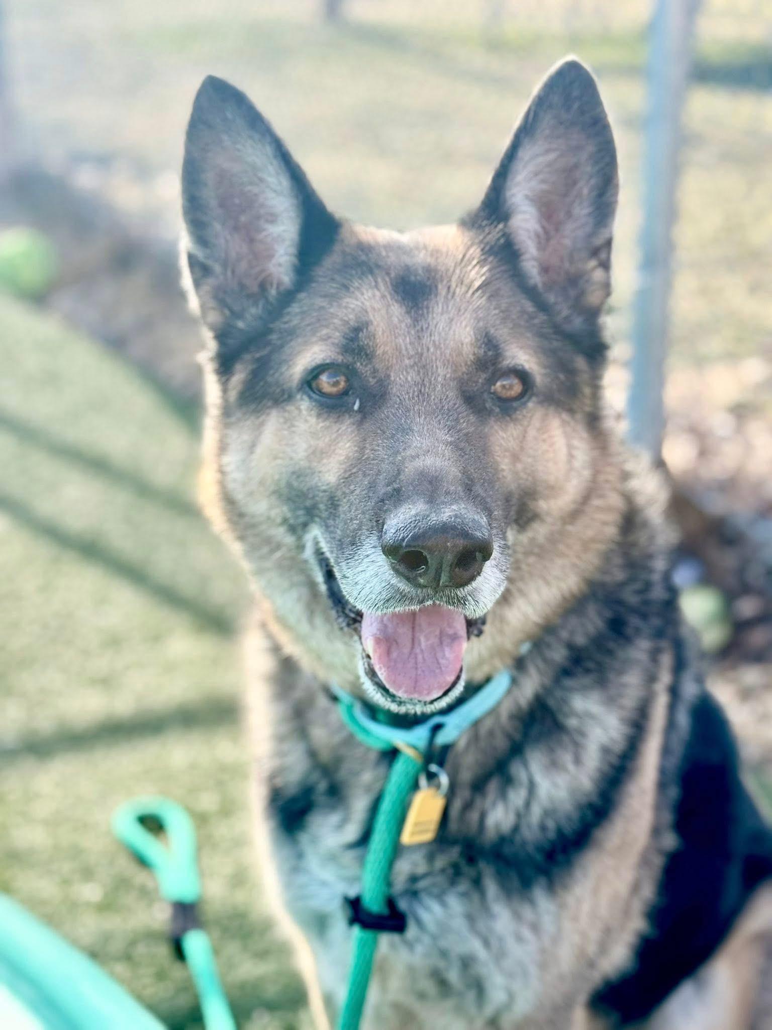 Enlarge Theo, a ADOPTABLE German Shepherd Dog in Cleveland, OH image 1/5
