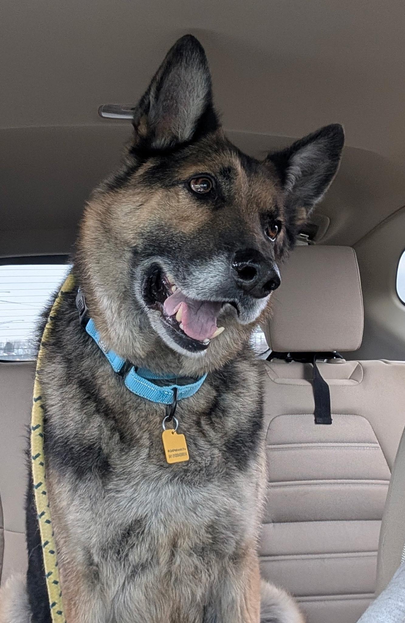 Enlarge Theo, a ADOPTABLE German Shepherd Dog in Cleveland, OH image 5/5