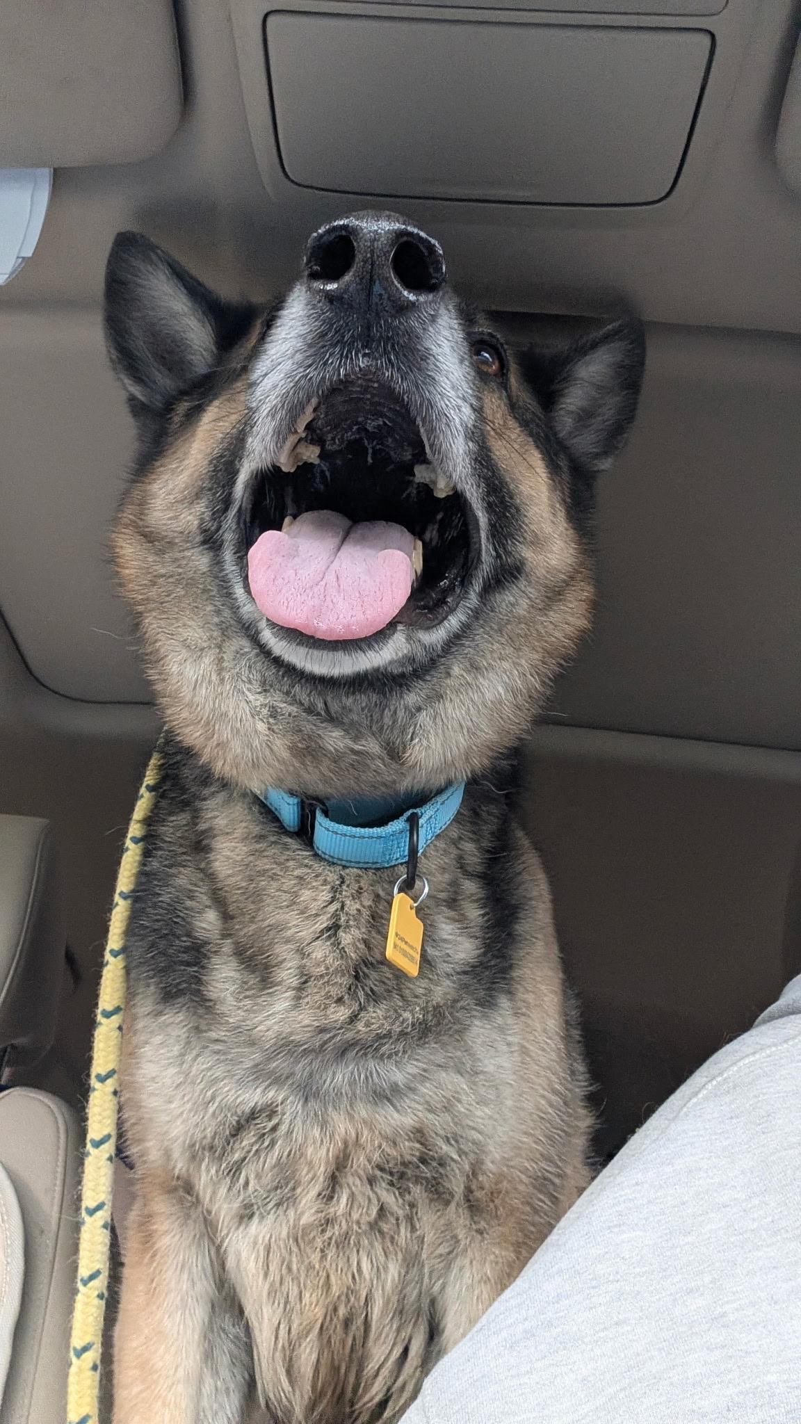 Enlarge Theo, a ADOPTABLE German Shepherd Dog in Cleveland, OH image 3/5