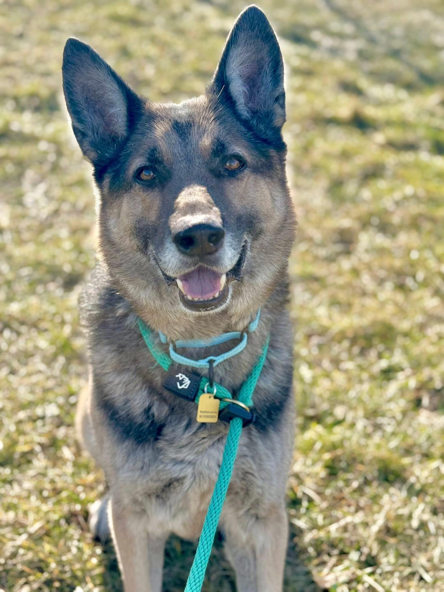 Enlarge Theo, a ADOPTABLE German Shepherd Dog in Cleveland, OH image 2/5