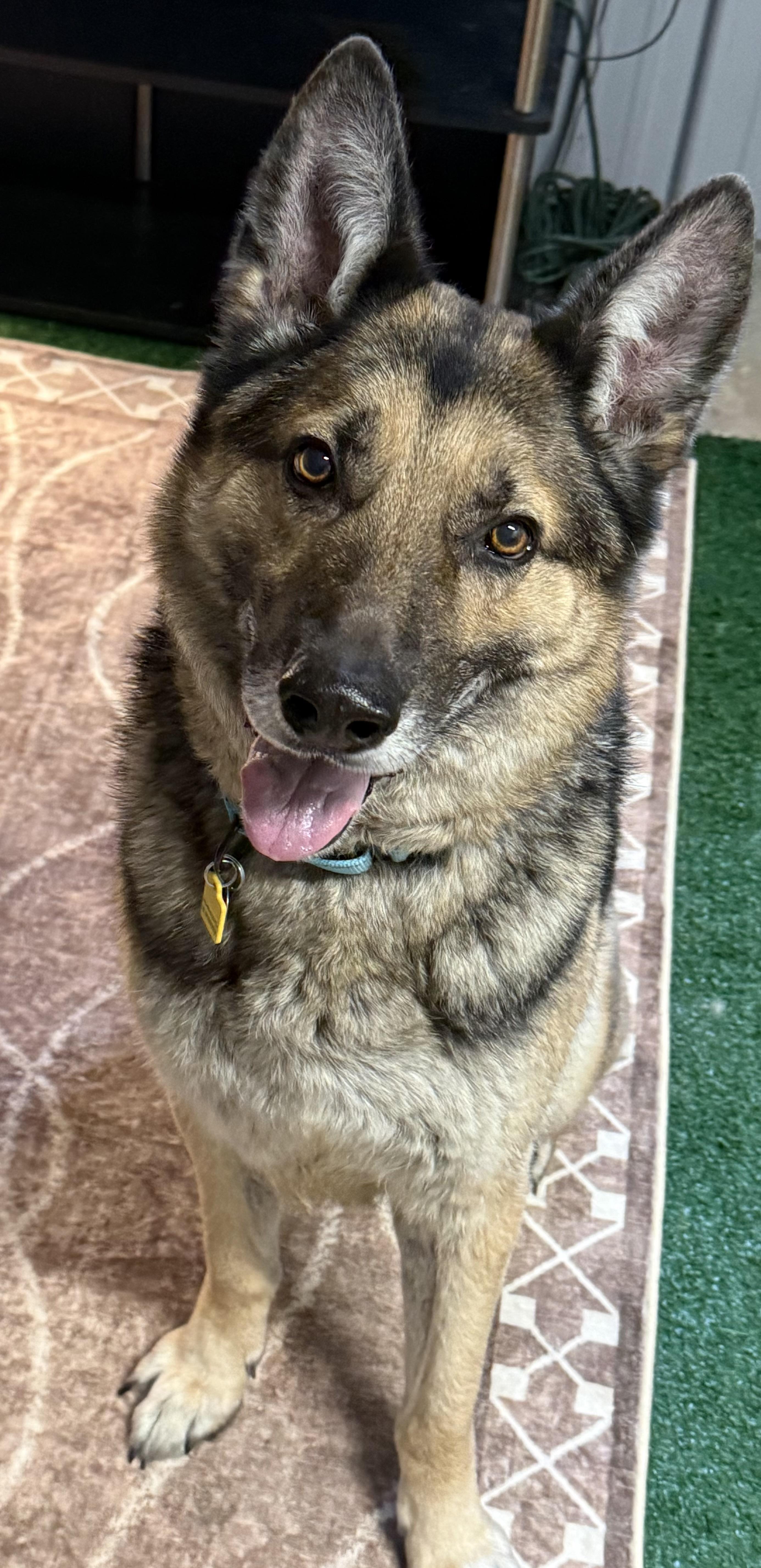 Enlarge Theo, a ADOPTABLE German Shepherd Dog in Cleveland, OH image 5/5