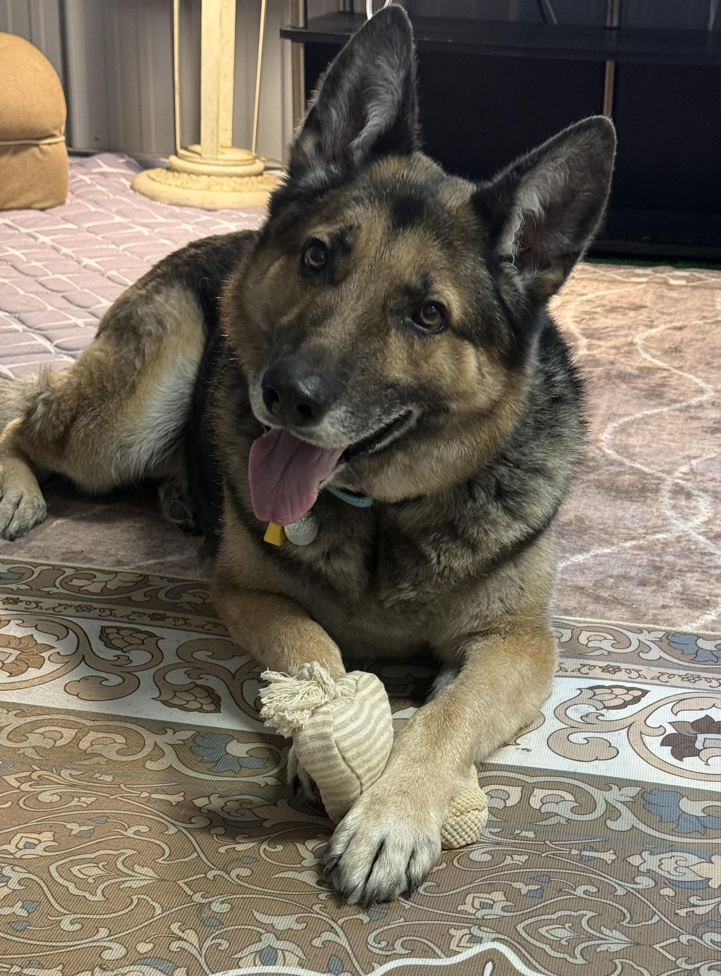 Theo, ADOPTABLE, Adult Male German Shepherd Dog.