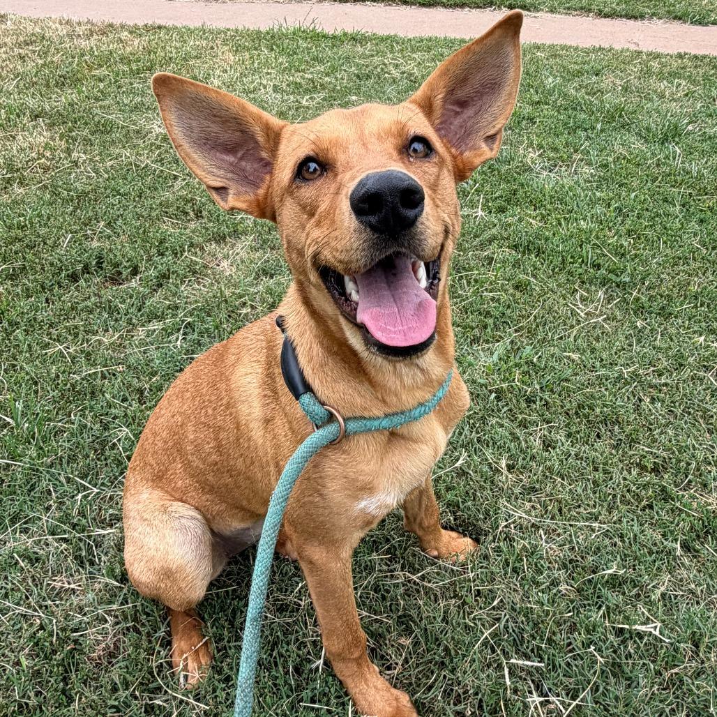 Enlarge Kanga, a Adoptable mixed breed in Stillwater, OK image 1/1