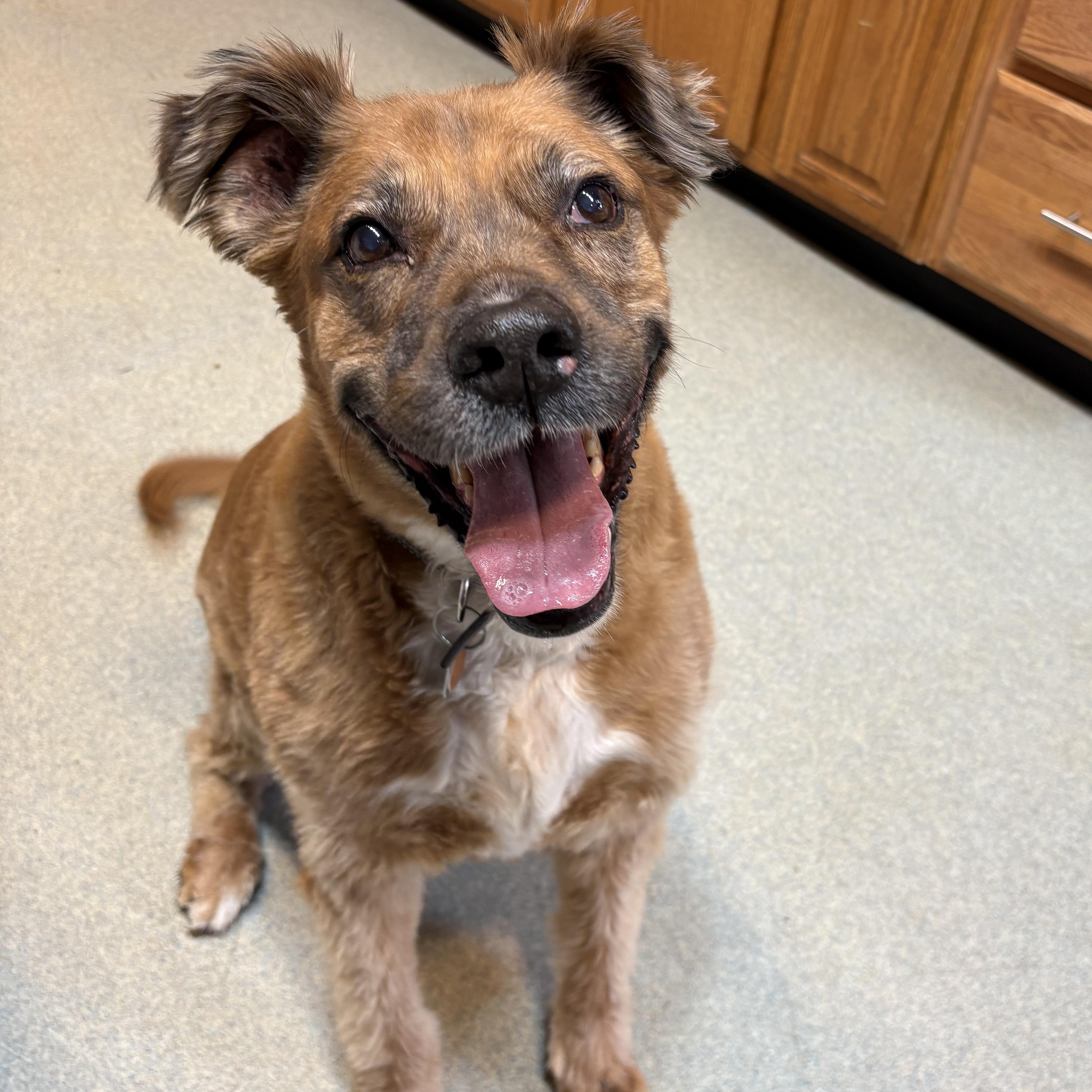 Enlarge Bo *Housebroken, foster needed*, a ADOPTABLE mixed breed in Goldens Bridge, NY image 2/4