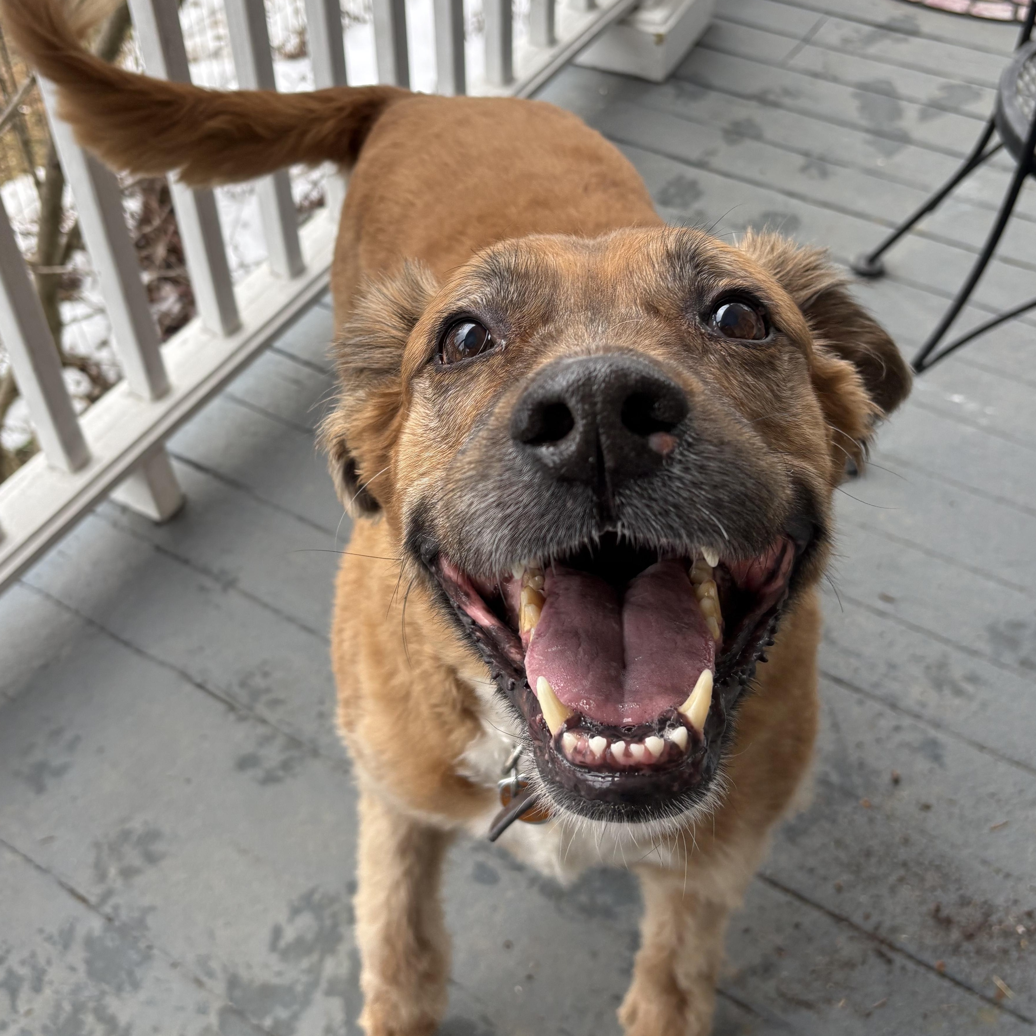 Enlarge Bo *Housebroken, foster needed*, a ADOPTABLE mixed breed in Goldens Bridge, NY image 3/4