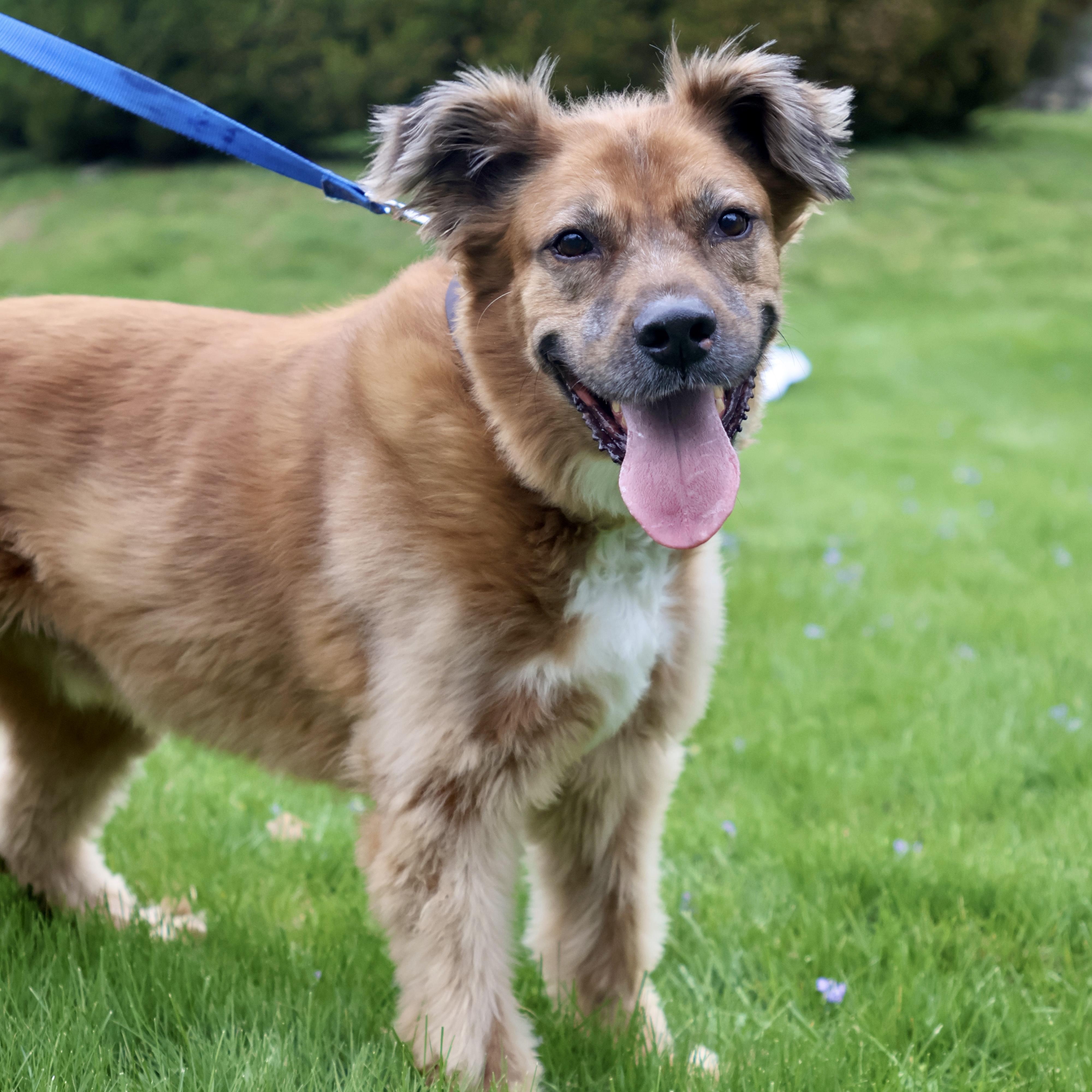 Bo "Bobo" *Housebroken, knows basic commands, child friendly*, a ADOPTABLE mixed breed in Goldens Bridge, NY image 3/6