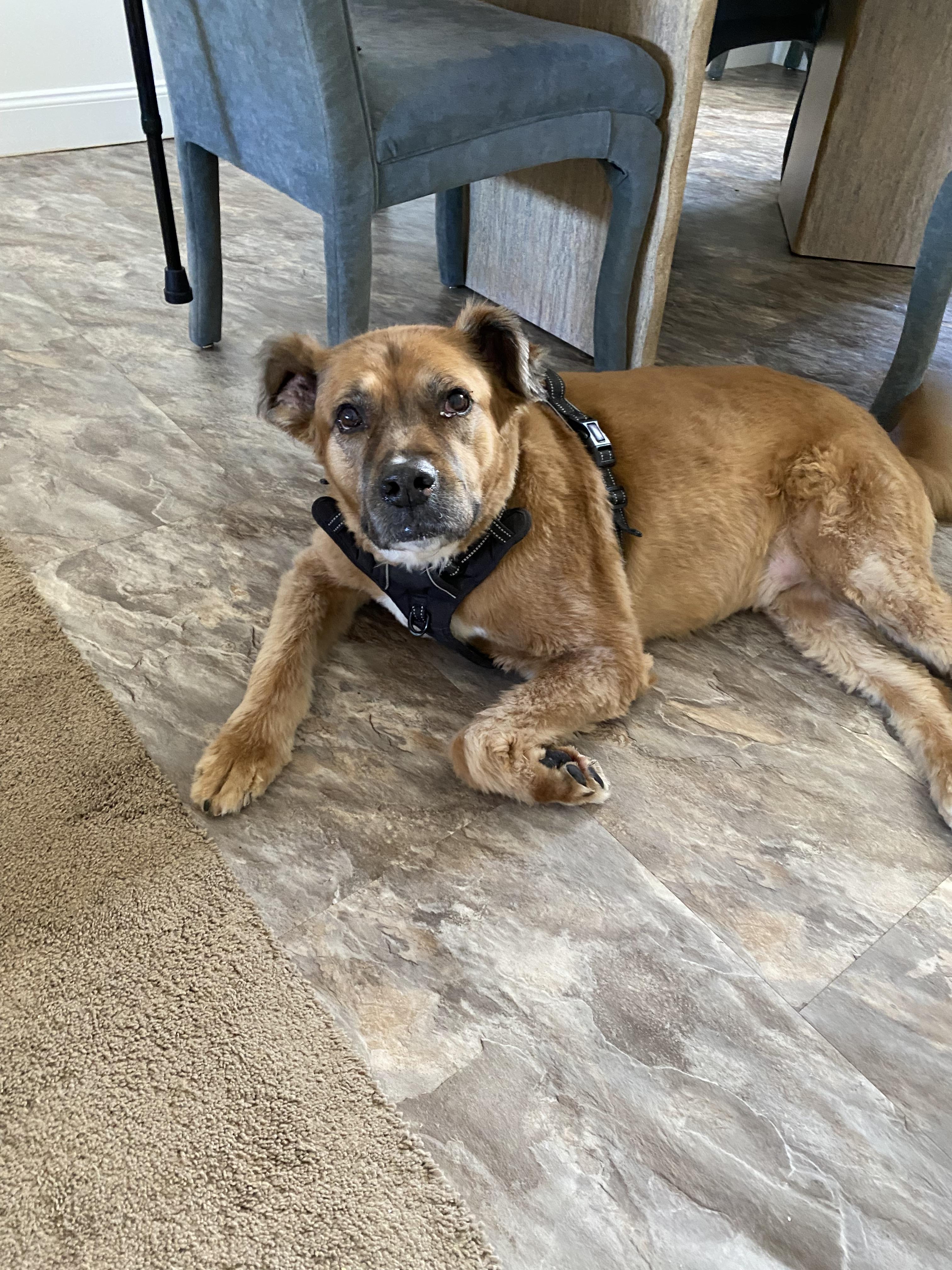 Enlarge Bo *Housebroken, foster needed*, a ADOPTABLE mixed breed in Goldens Bridge, NY image 4/4