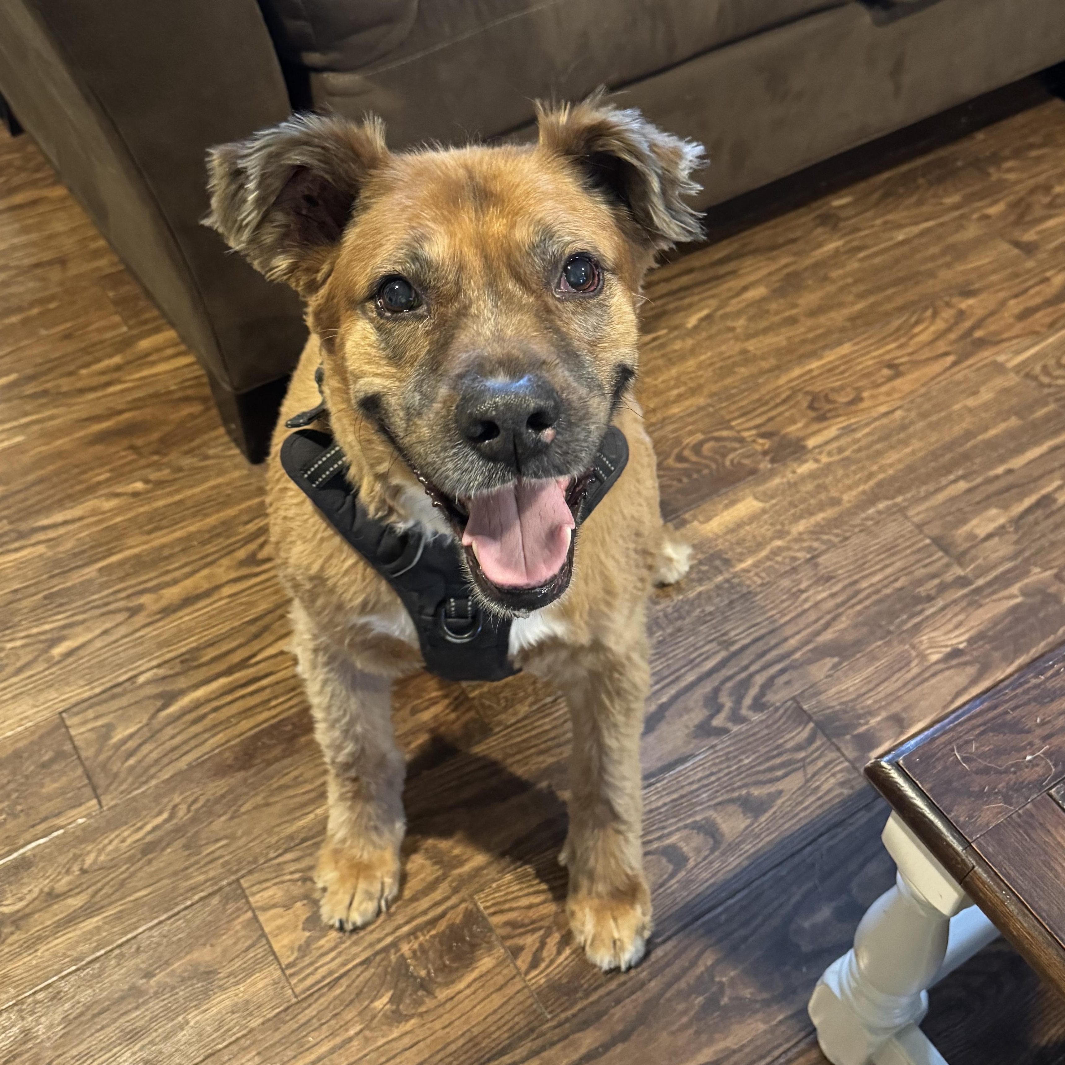 Enlarge Bo *Housebroken, foster needed*, a ADOPTABLE mixed breed in Goldens Bridge, NY image 1/4