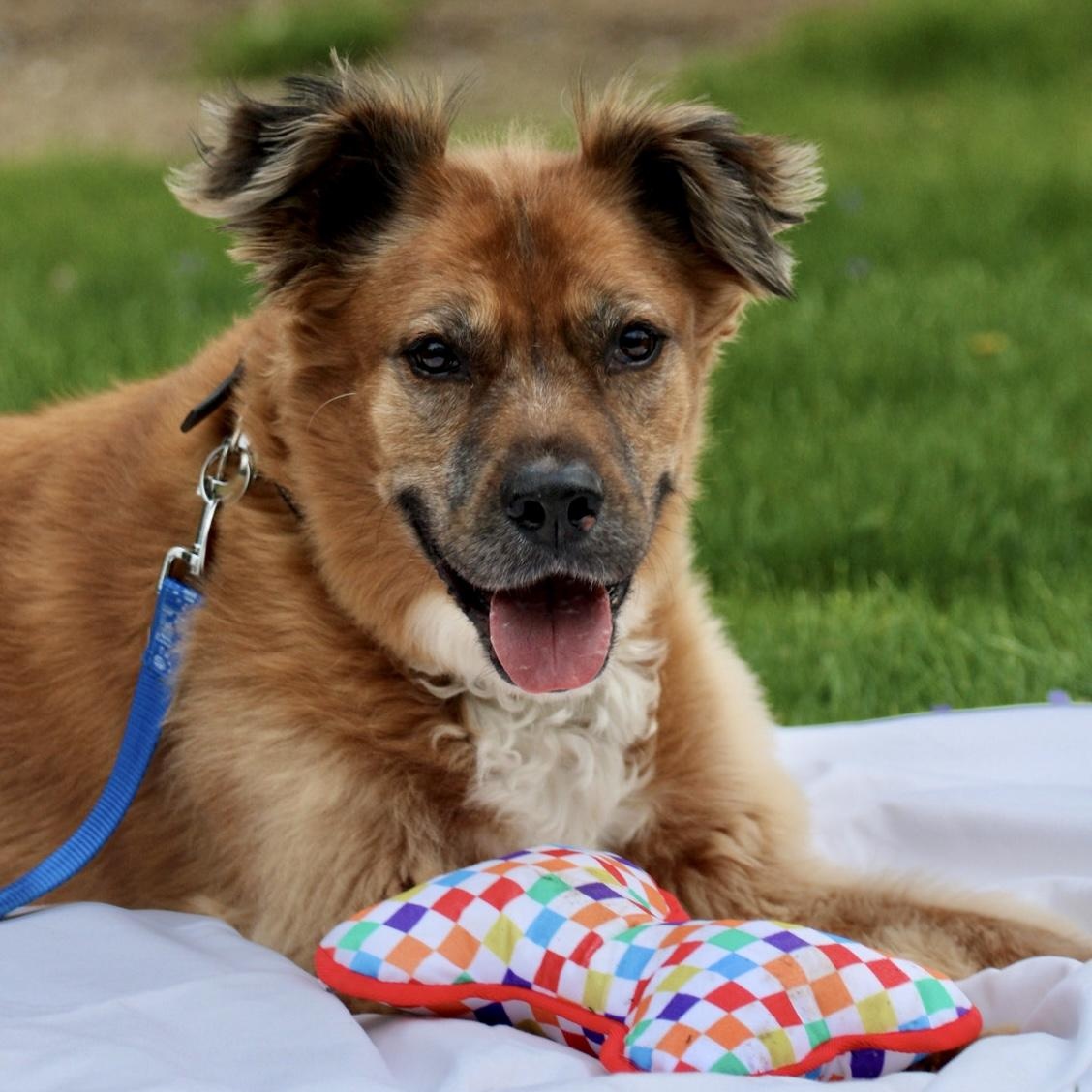 Bo "Bobo" *Housebroken, knows basic commands, child friendly*, a ADOPTABLE mixed breed in Goldens Bridge, NY image 4/6