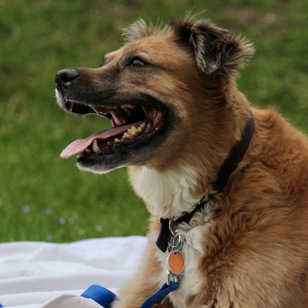 Bo "Bobo" *Housebroken, knows basic commands, child friendly*, a ADOPTABLE mixed breed in Goldens Bridge, NY image 1/6