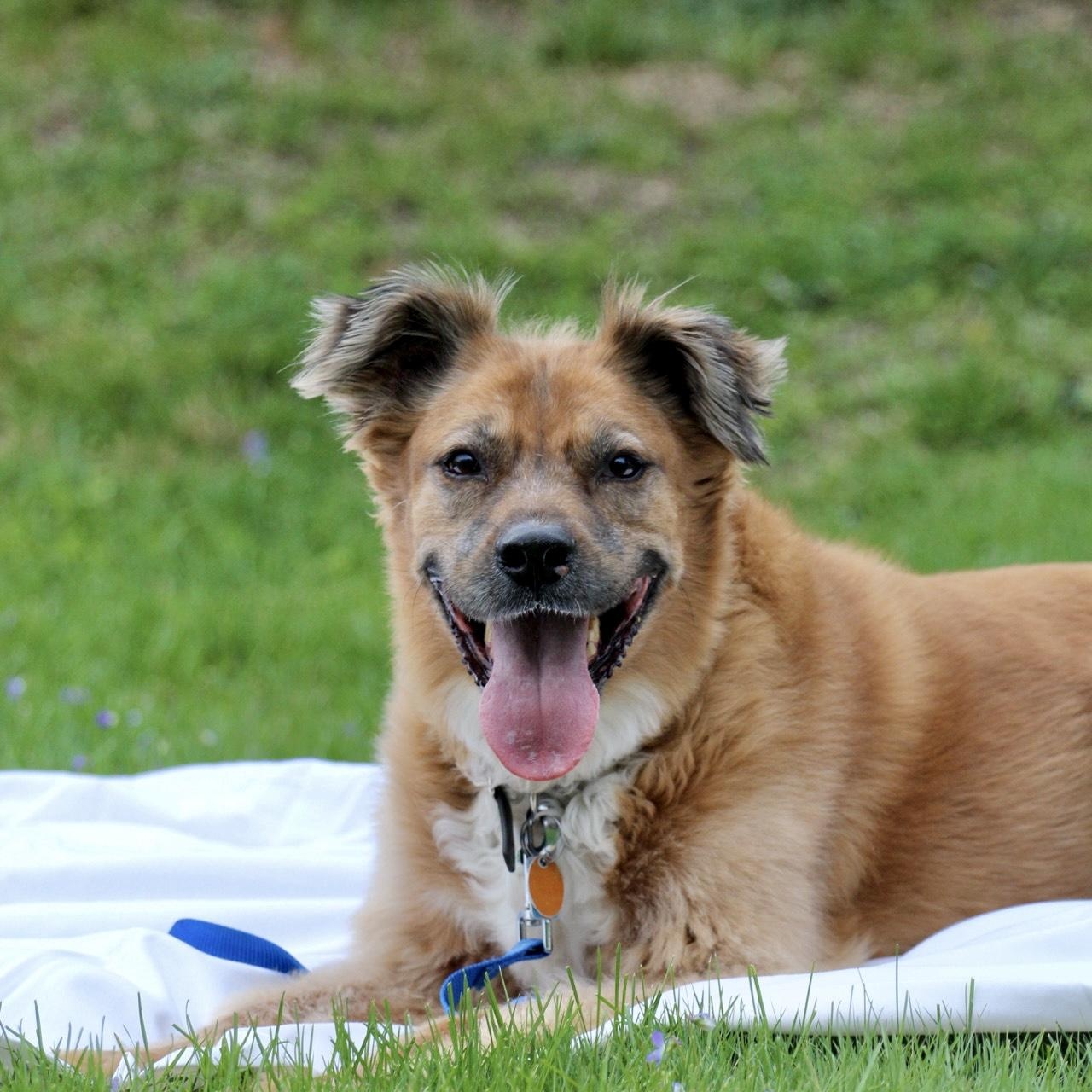Bo "Bobo" *Housebroken, knows basic commands, child friendly*, a ADOPTABLE mixed breed in Goldens Bridge, NY image 5/6