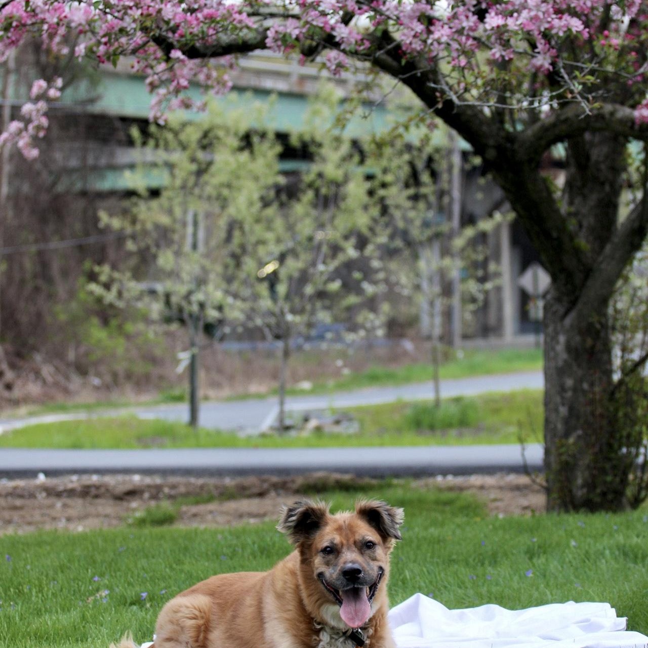 Bo "Bobo" *Housebroken, knows basic commands, child friendly*, a ADOPTABLE mixed breed in Goldens Bridge, NY image 2/6