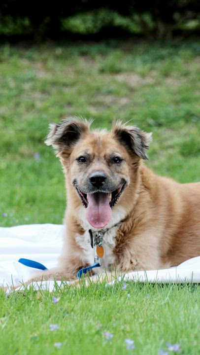 Enlarge Bo "Bobo"  *Housebroken, knows basic commands, child friendly*, a ADOPTABLE mixed breed in Goldens Bridge, NY video 6/6