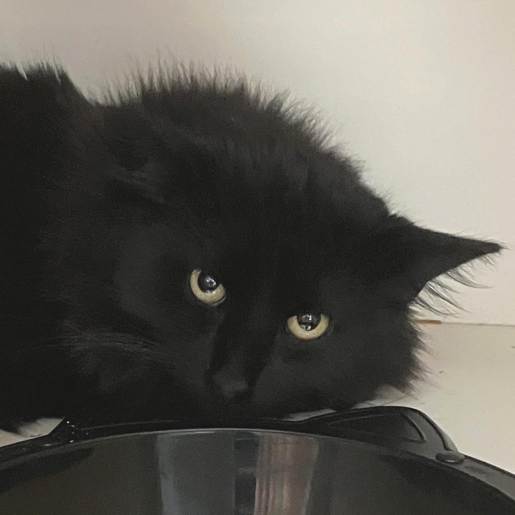 Enlarge Bradley, a Adoptable Domestic Medium Hair in Idaho Falls, ID image 1/5