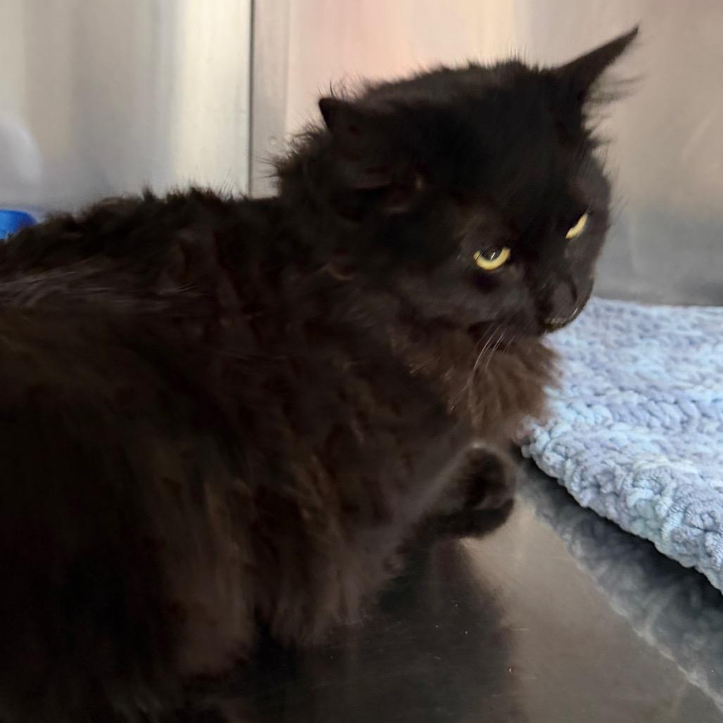 Bradley, Adoptable, Adult Male Domestic Medium Hair.