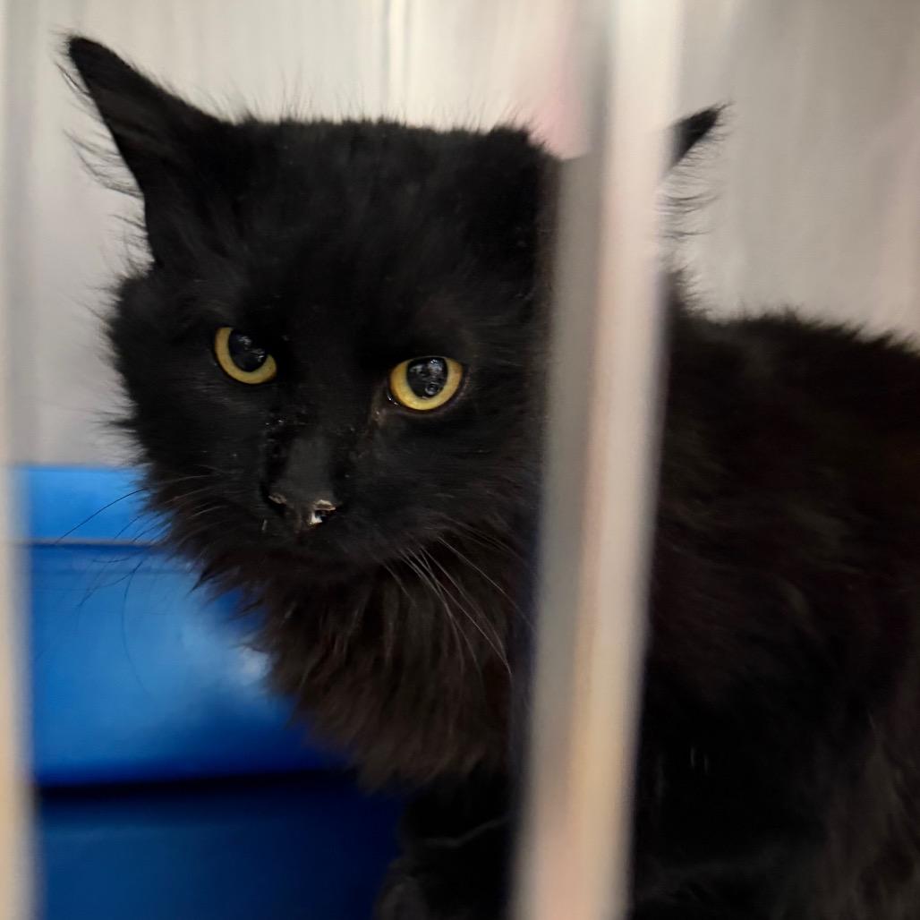 Enlarge Bradley, a Adoptable Domestic Medium Hair in Idaho Falls, ID image 2/4