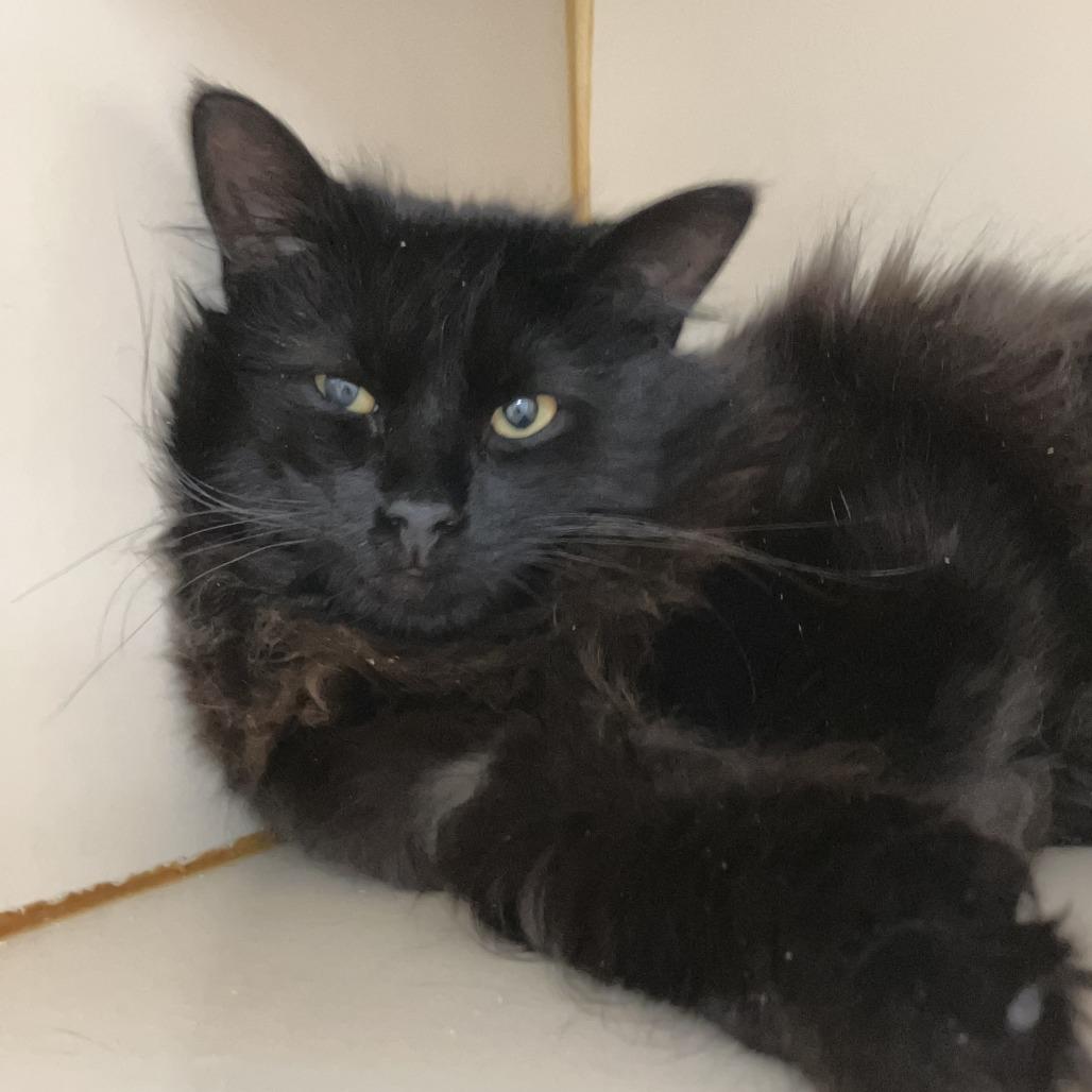 Enlarge Bradley, a Adoptable Domestic Medium Hair in Idaho Falls, ID image 4/5